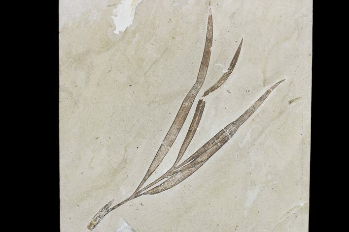 Cretaceous Plant (Sapindopsis) Fossil - Nammoura Quarry #173132